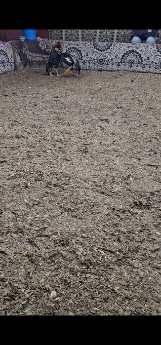 Бойцовы кораз дакан петух шоже