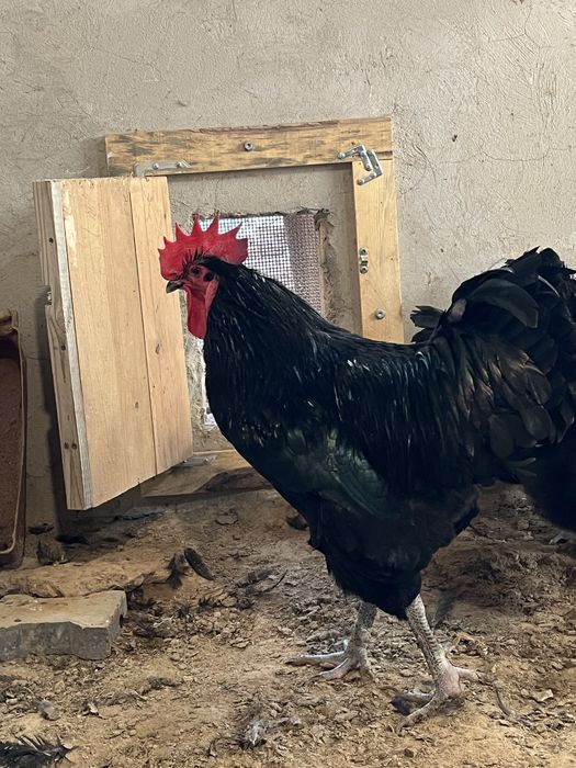 Семейка Джерси Гигант