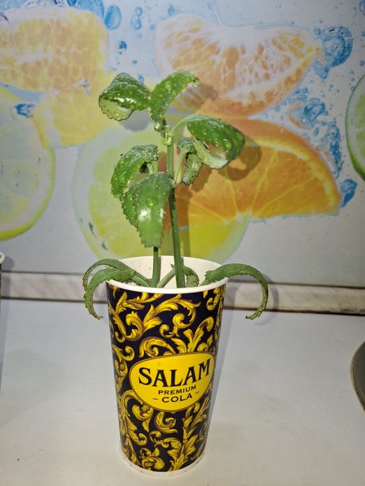 Продам Каланхоэ Дегремона