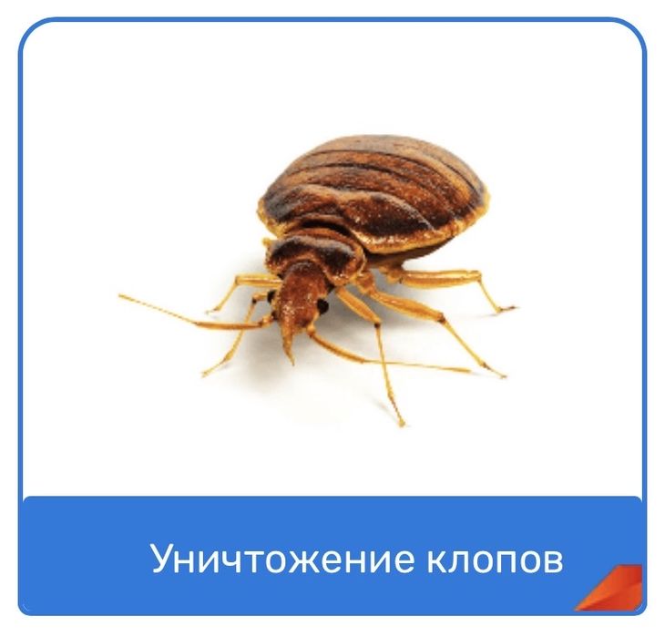 Термиты, клопы, тараканы с гарантией