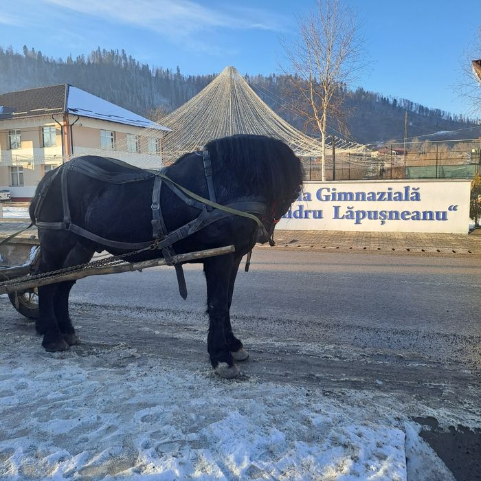 Armăsar Negru Corb Este un Cal domol