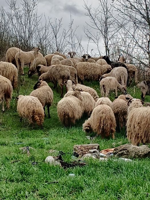 oi cu miei  de vanzare