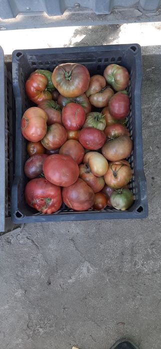 Продам помидоры свежие