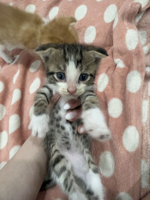 котята вислоухие