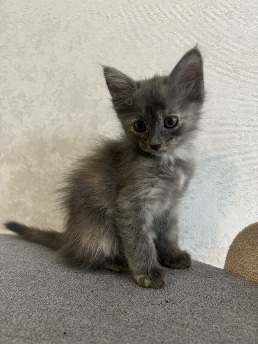 Котята в добрый руки
