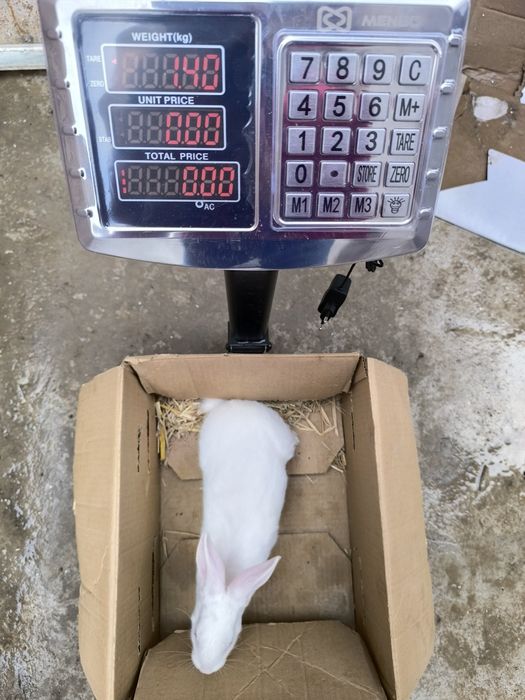 Hikol quyonlar sotuvda