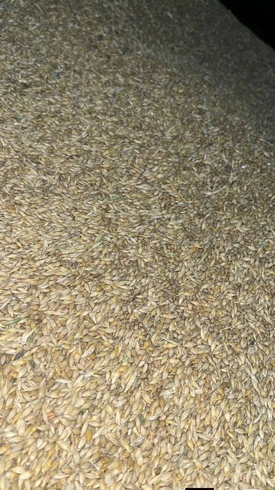 Ofer spre vânzare -Grâu - Orzoaica  - Ovăz și  Graunte  !!