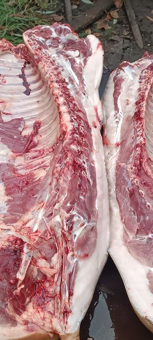 Продам мясо свинина