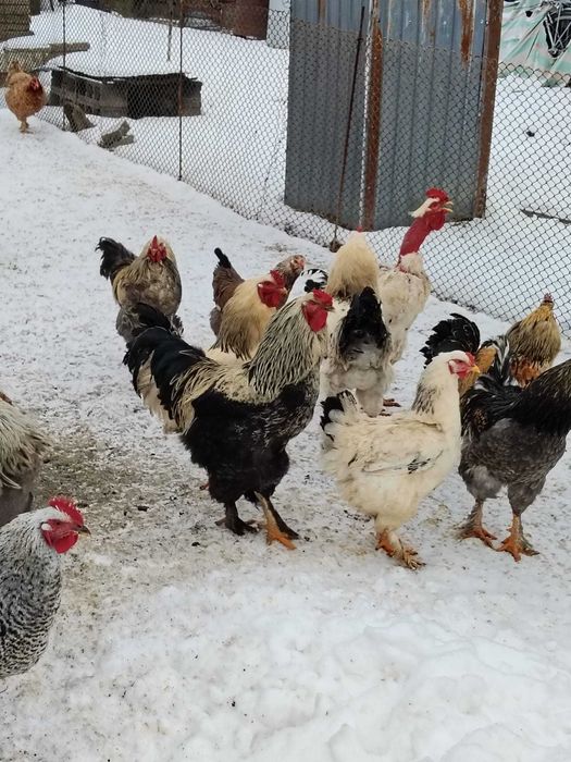 Cocosi crescuti la curte