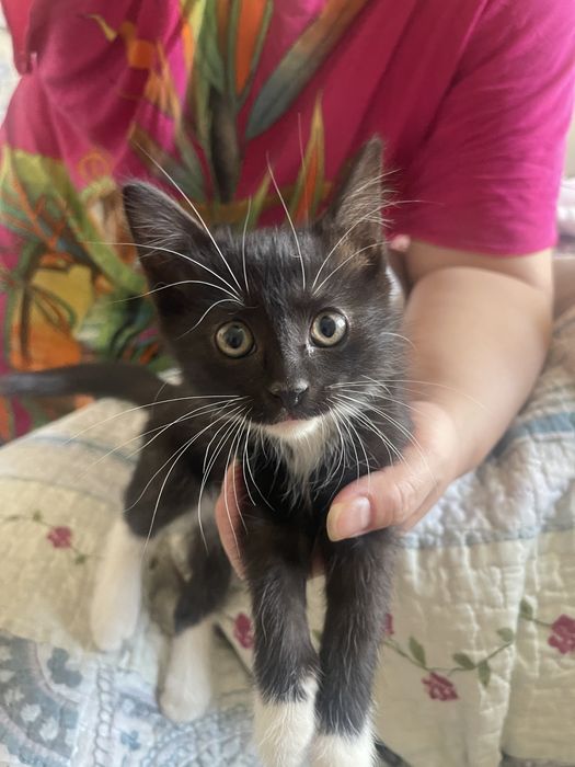 Отдаем котят в добрые руки