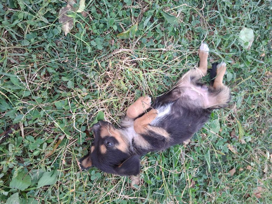 Малки кучета за осиновяванеAdopt a puppy!!