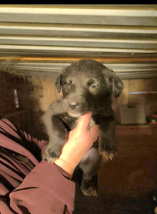 Отдам в добрые руки щенков