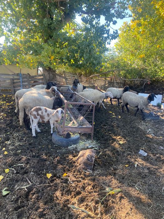 Продавам 15 Овце,1 коч,агнета и шилета