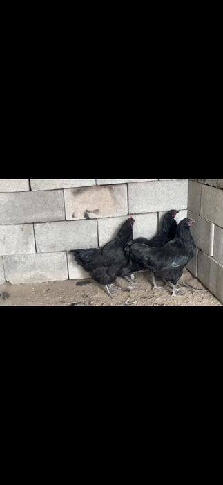 Продам Продам Продам