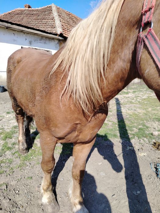 Vând mânz blond (sarg)