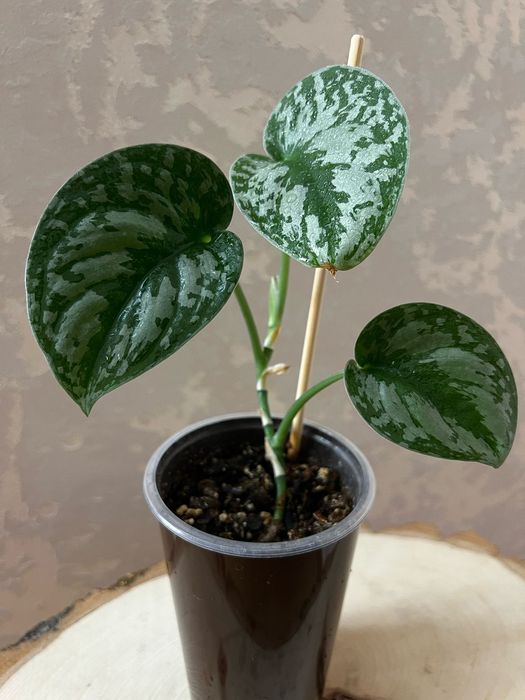Продам Scindapsus pictus Trebie