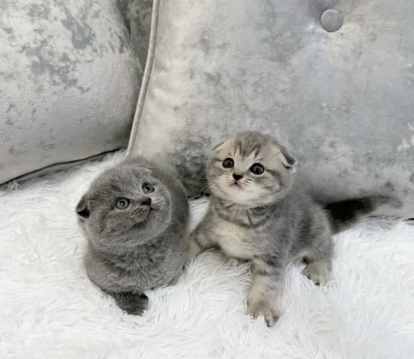 Шотландцы Скоттиш Фолды