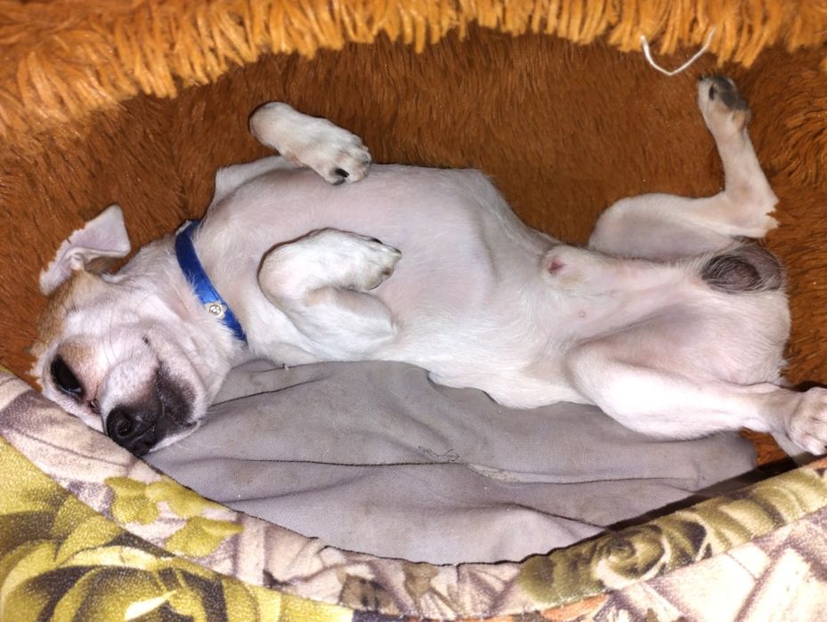 Продаю мальчик хароший умний