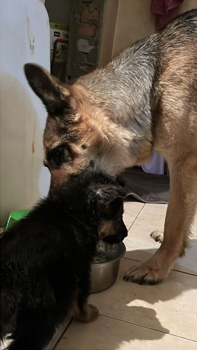 Щенки немецкой овчарки