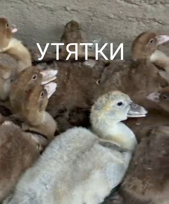 Продам утят тяжелой линии.