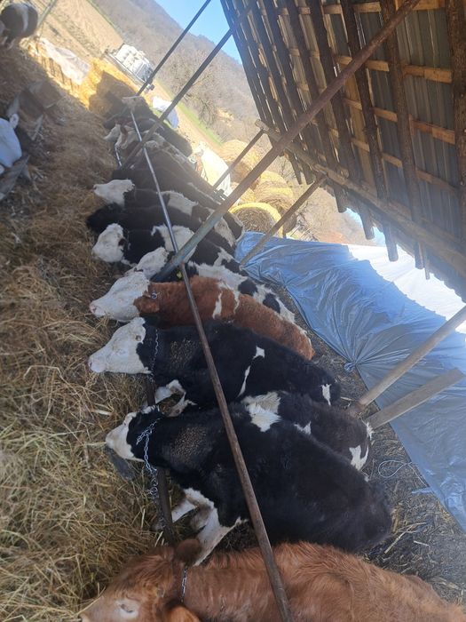 Vitei de carne baltati