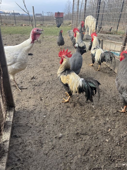 Vand cocosi diferite rase