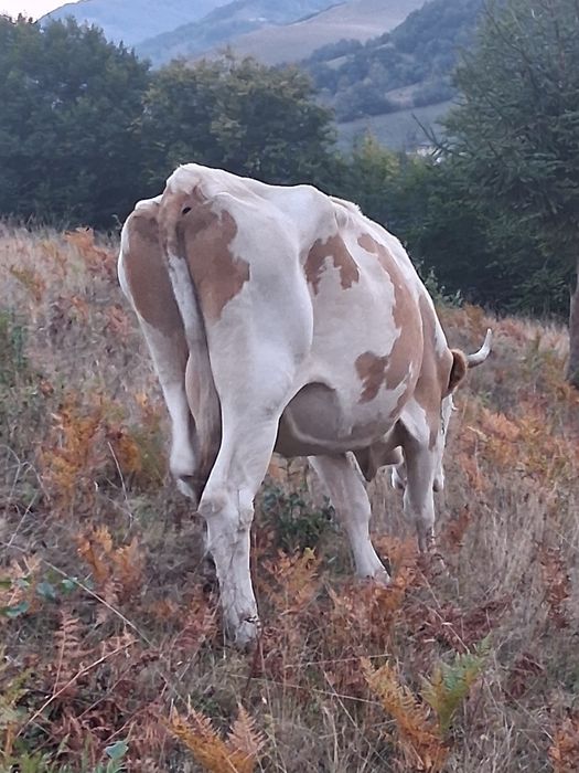 Vaca de vânzare,bună de lapte! Mai multe detalii în privat!