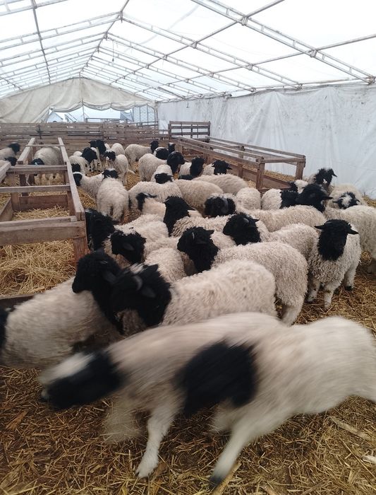 Mieii de vânzare grași ținuți Pe stabulație