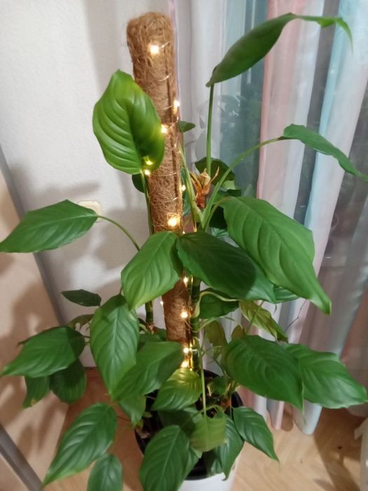 Цветок комнатный с подсветкой. АГЛОНЭМА 1.5М