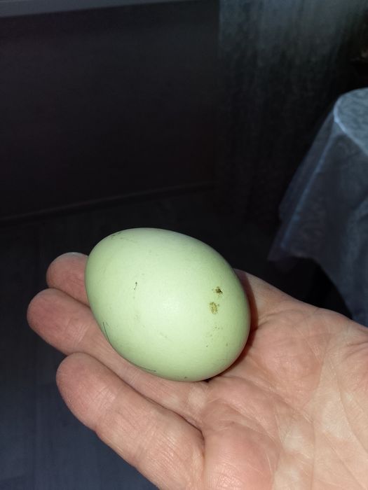 Продам домашних цыплят