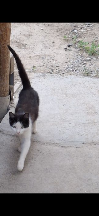 Котята, Маргаулар