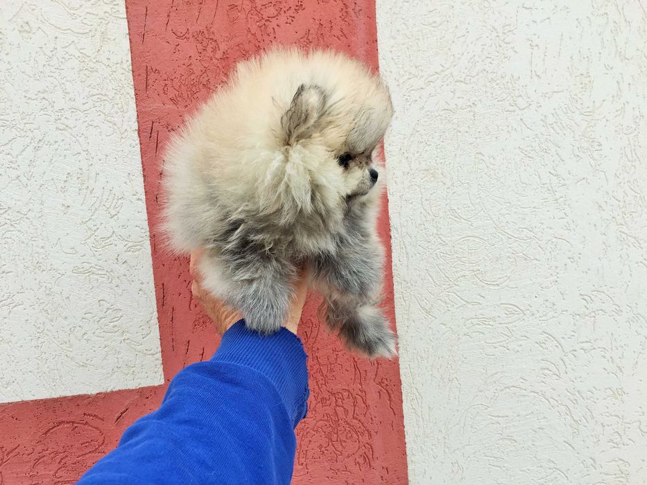 Померан мини Померанчета