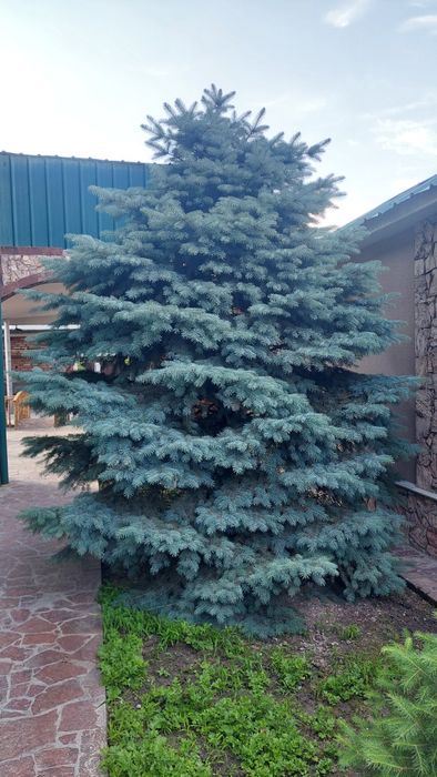 Продаётся Ёлка голубая ель