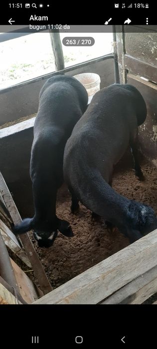 Qurbonlikka semiz qochqorlar
