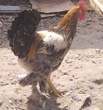 Брама жужалар сотилади гиган