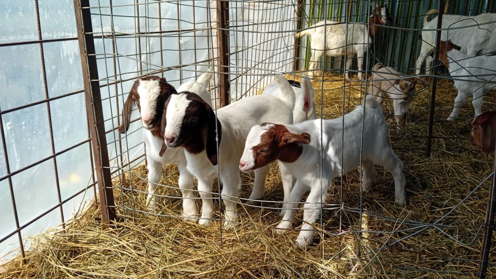 Iezi și iedute din rasa Boer