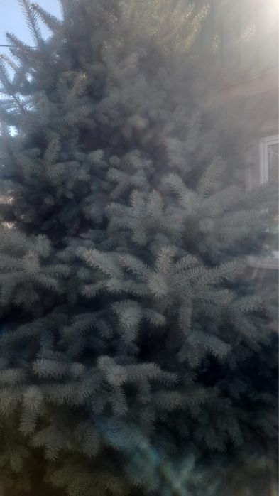 продам ёлку сизоголубая