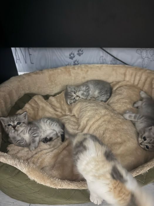 Продам котят Британцы