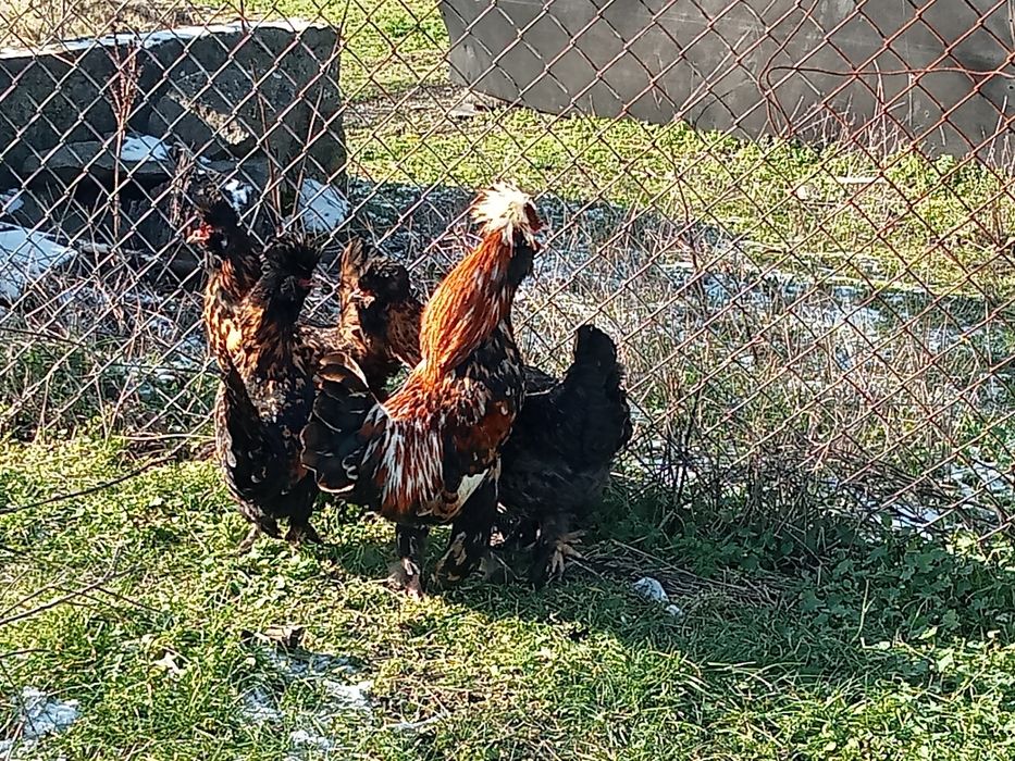 Яйца от кокошки Павловски