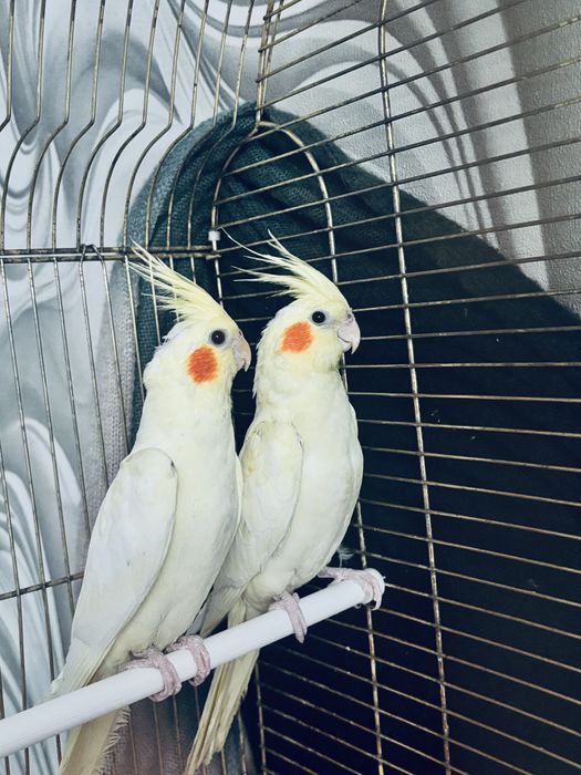 Прадам папугаяв корелла