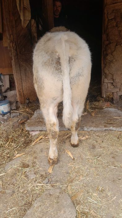 Vând 6 viței începând de la vârsta de 3 luni la 6 luni