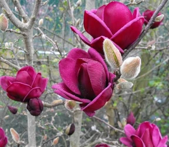 Magnolie genie.       .