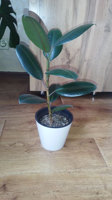 Продам монстеру деликатесную