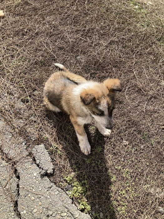 Күшік ұрғашы