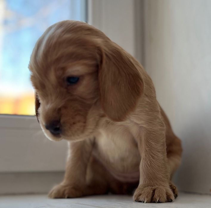 Продам щенков русский охотничий спаниэль.