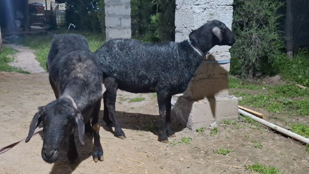 2ta urg‘ochi qoylar sotiladi
