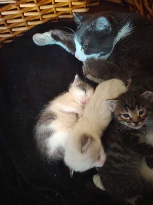 Отдам в добрые руки котят