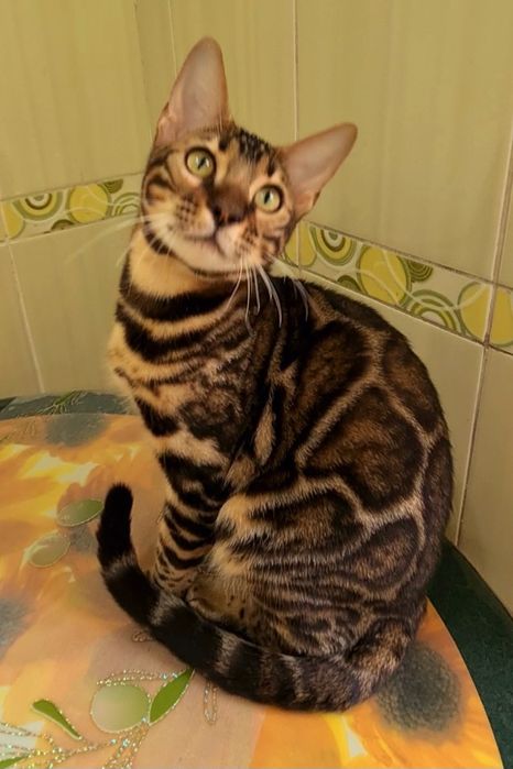 Минилеопард у вас дома!