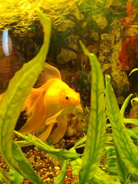 Аквариум с рыбками