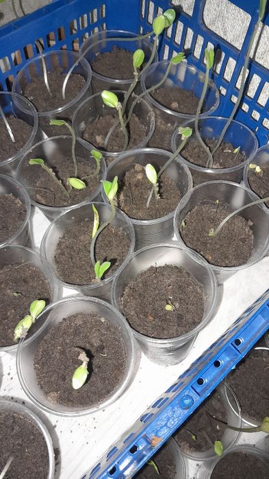 Продам рассаду по 100тге